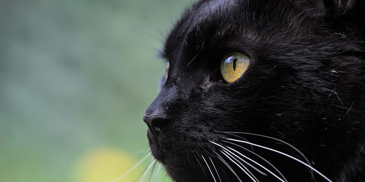 schwarze Katze mit gelben Augen
