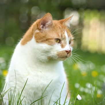 Katze im Gras