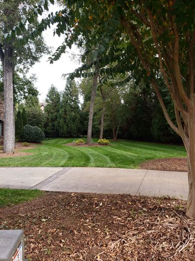 A FRESH CUT LAWN!