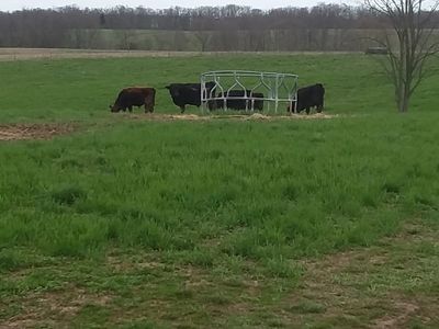 Steers grazing fall planted wheat in late winter