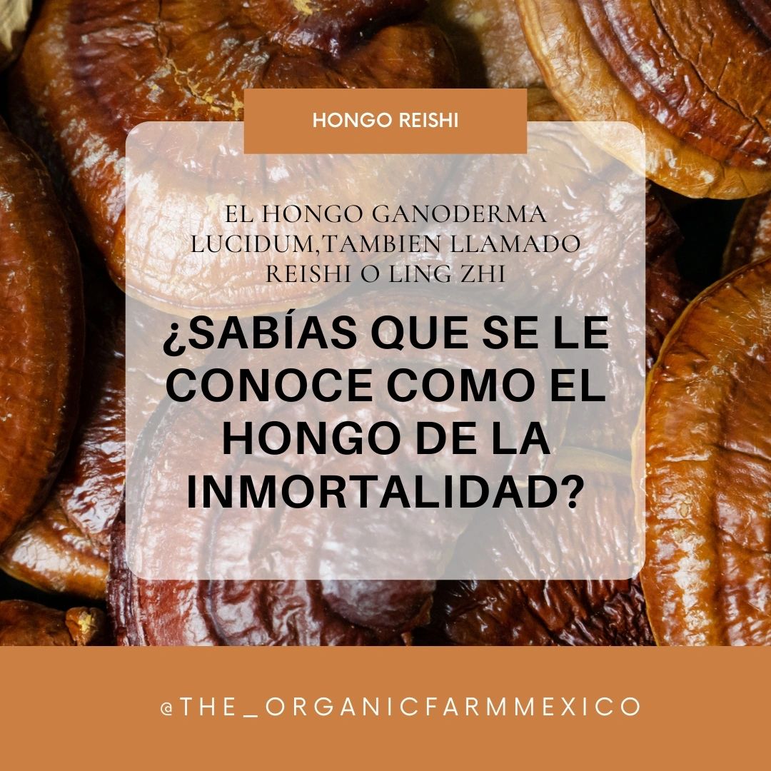 QUÉ ES ES EL HONGO REISHI