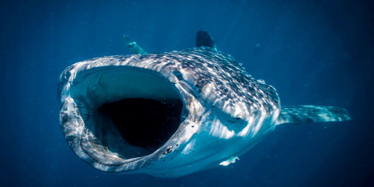 Tiburón ballena alimentándose en el caribe mexicano