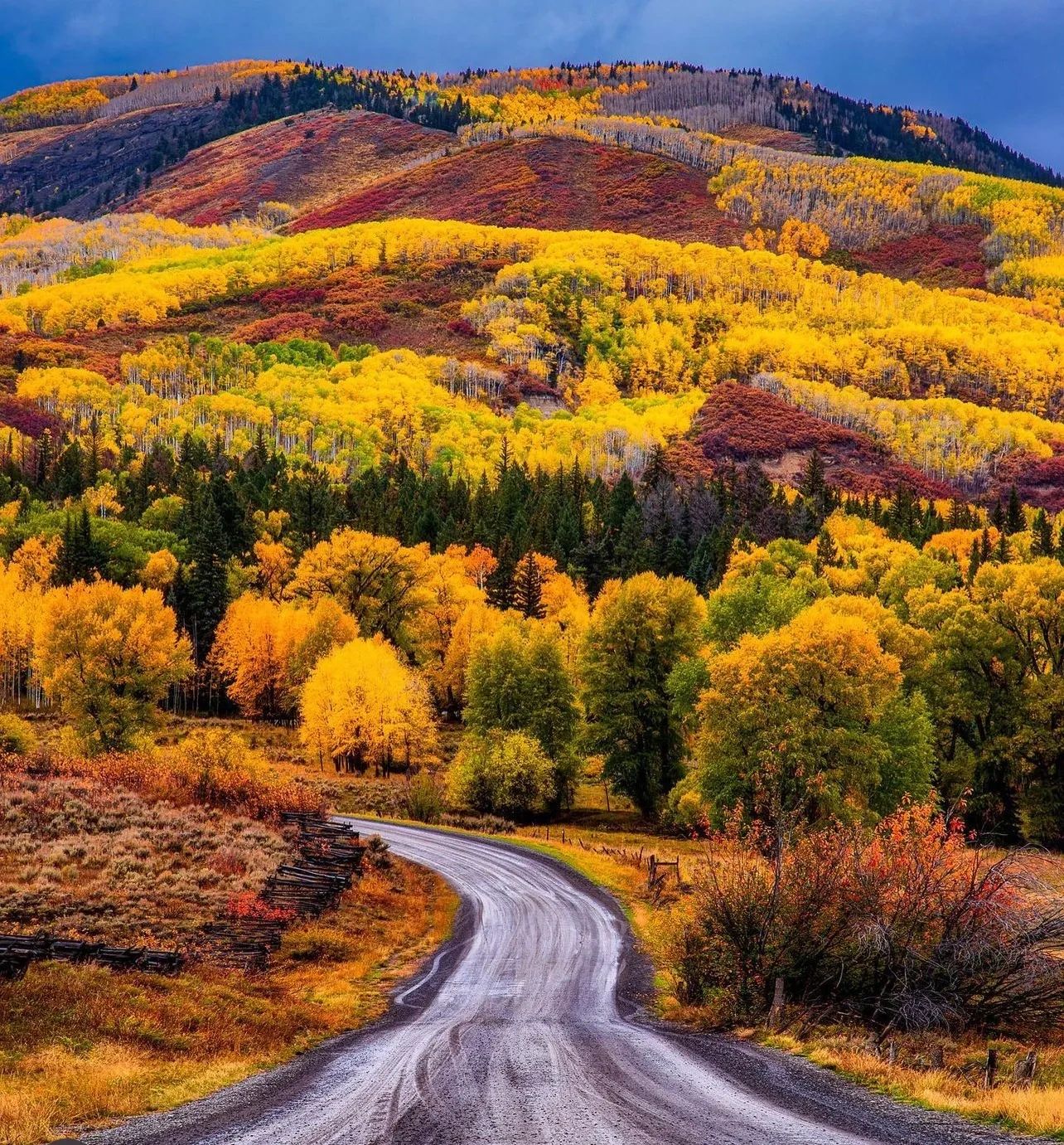 Montrose Veterinary Clinic