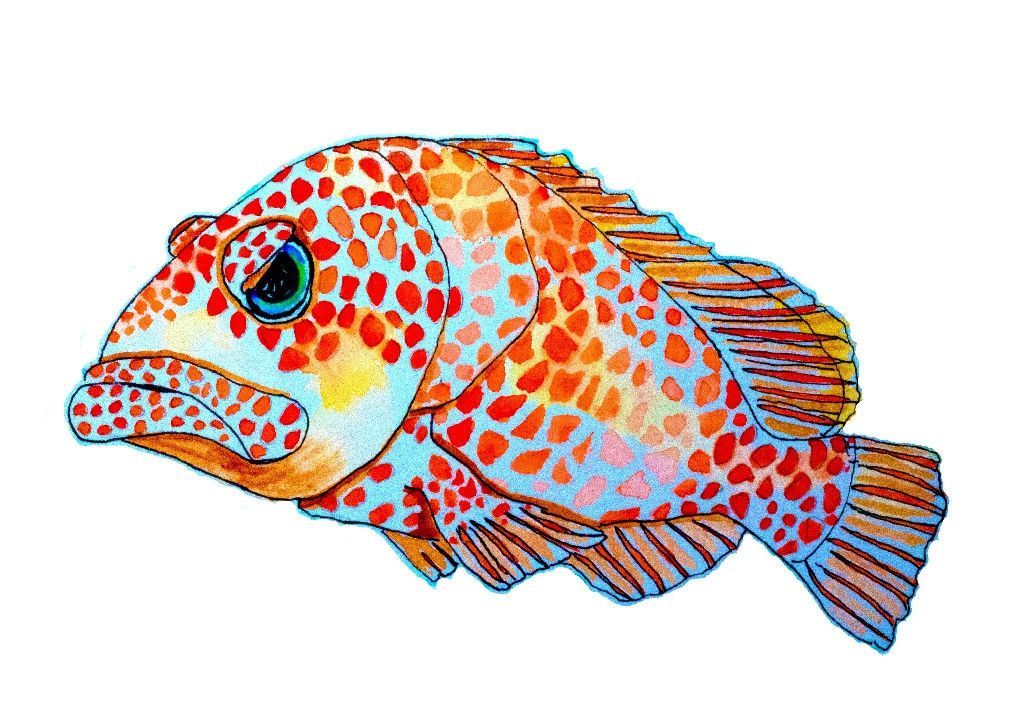 Grumpy Grouper ~ Original Sold!
Signed/numbered prints available ~ $95 & up
Contact Kelly directly!

