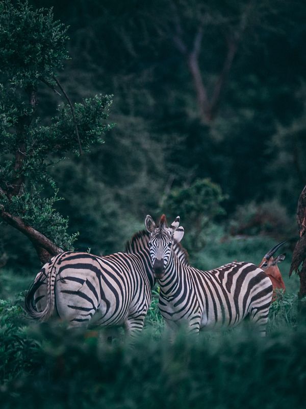 Safari in Tanzania