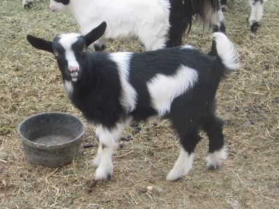 Black and white baby goat with a food pan in front of him