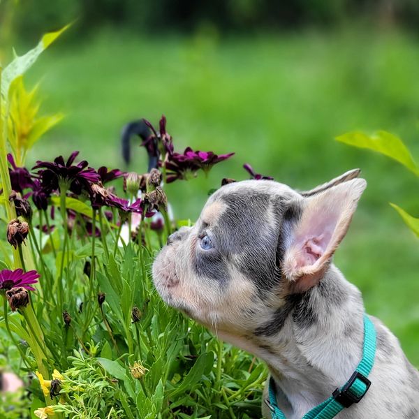 A puppy sniffs purple flowers in a green garden.