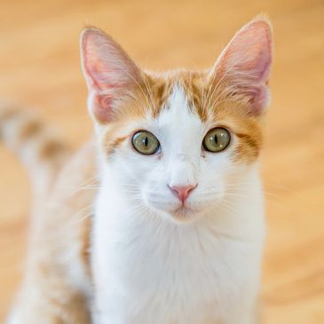 Curious orange and white cat staring.