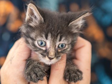 Tiny gray tabby kitten with blue eyes held gently in hands.