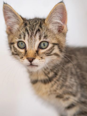 Close-up of a curious tabby kitten with green eyes.