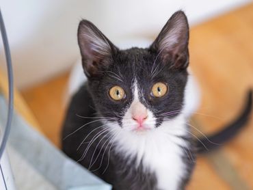 Close-up of a curious black and white kitten with bright yellow eyes.