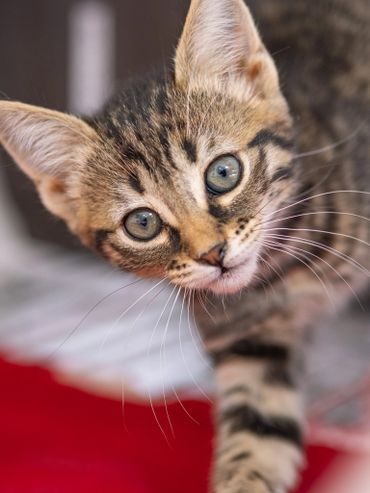 Close-up of a curious tabby kitten with striking blue eyes.