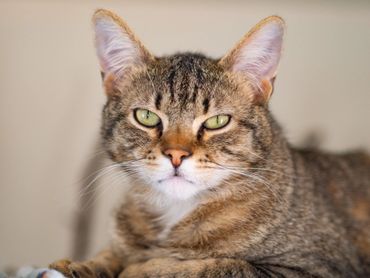 Close-up of a calm tabby cat with green eyes.