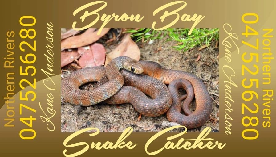 Professional Snake Catcher in Byron Bay | Emergency Snake Removal
