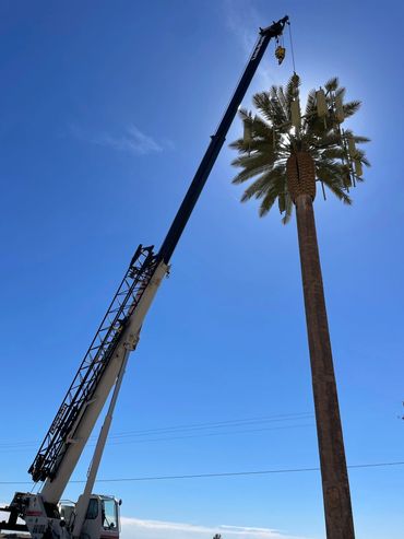 100 ton truck crane assisting in maintenance of palm tree cell tower.