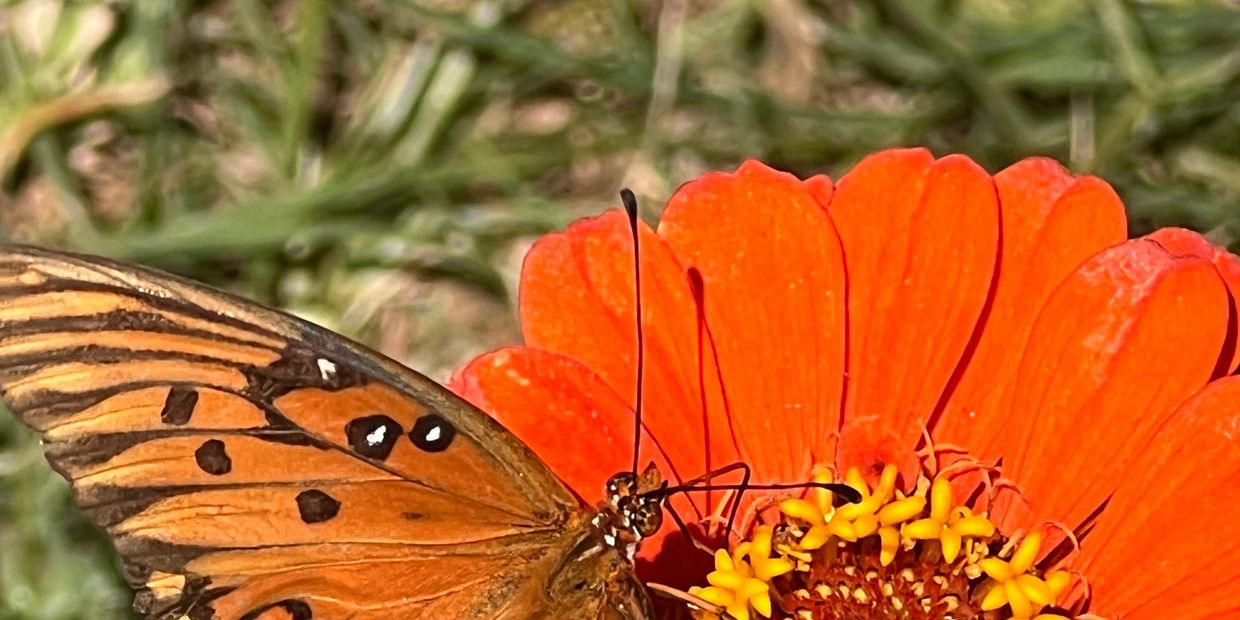 spring pollinators