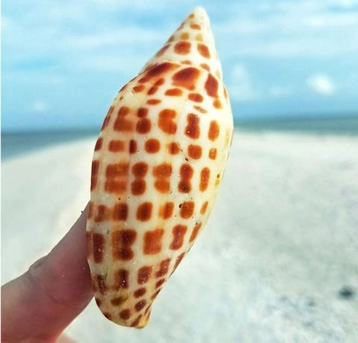 a person holding a seashell