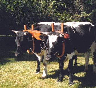 Oxen