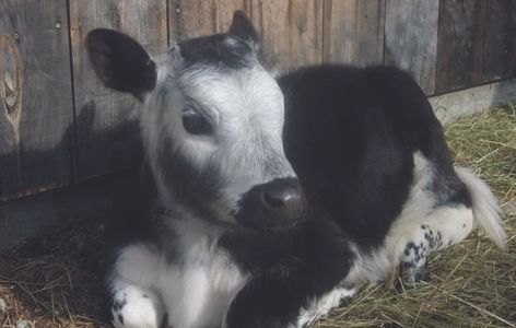 calf