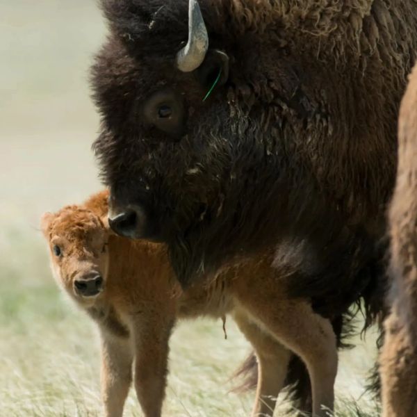 Mama Bison Protecting your young