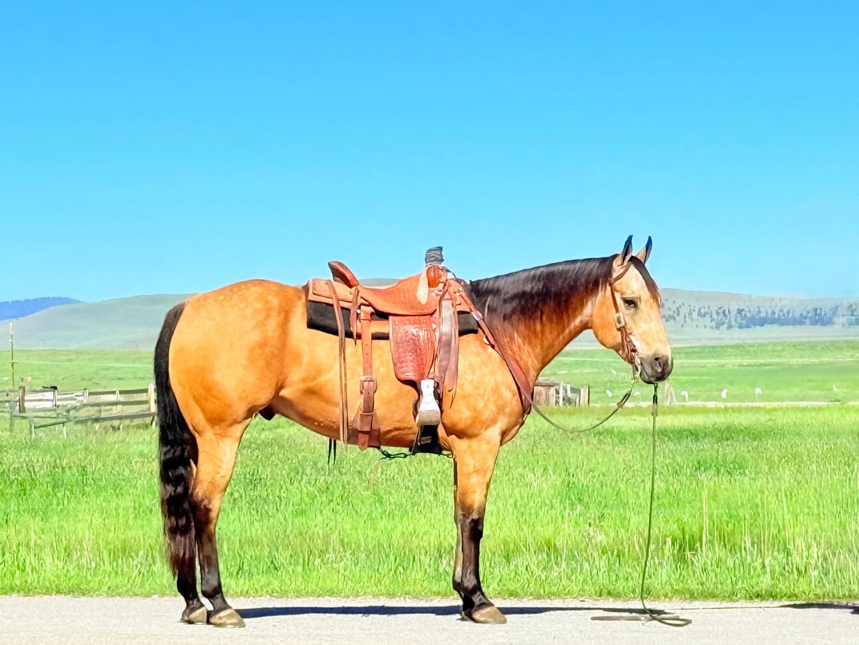 Saddled horse standing on a road with green fields and blue sky.
