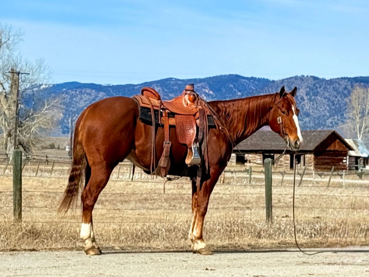 A saddled brown horse standing in a rural field with mountains in the background.