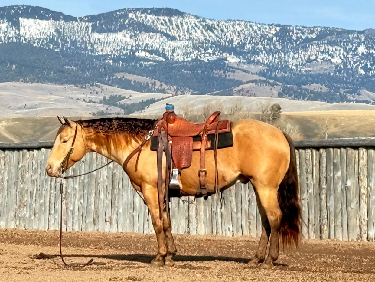 Saddled horse standing in front of a wooden fence with snow-covered mountains in the background.