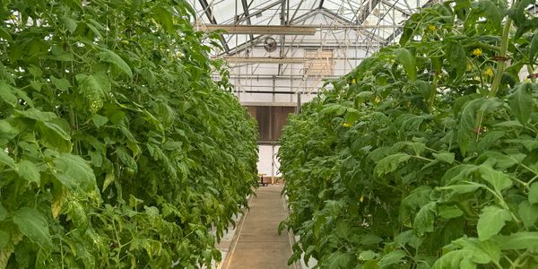 Rows of green plants growing inside a spacious greenhouse.