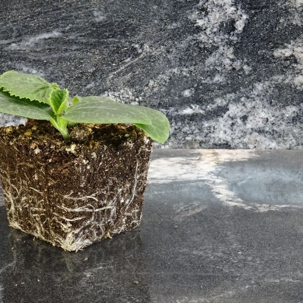 A small seedling with roots growing in a soil cube on a marble surface.