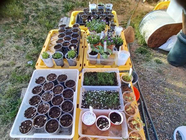 A variety of seedlings and soil-filled cups arranged on yellow trays outdoors.