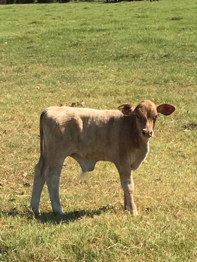 White feeder calf