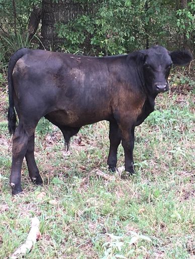 Black feeder calf