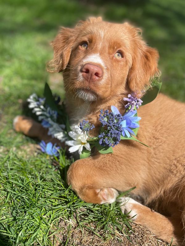 Adorable brown puppy with a flower necklace lying on grass.