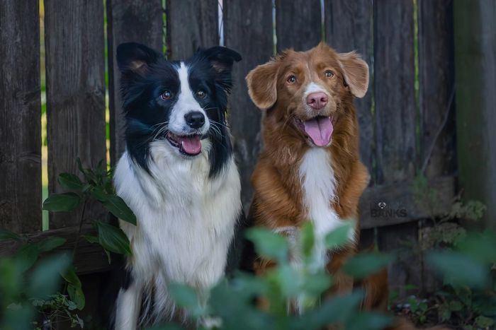 Two happy dogs sitting side by side.