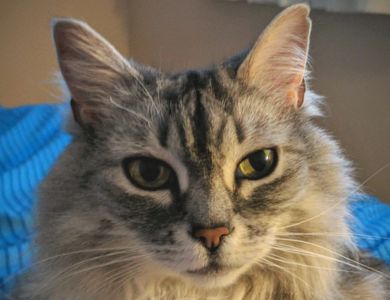 Dawg Gone It Pet Sitting