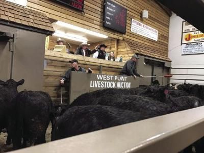 Cattle at a livestock auction at West Point.