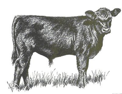 Black and white sketch of a standing calf.