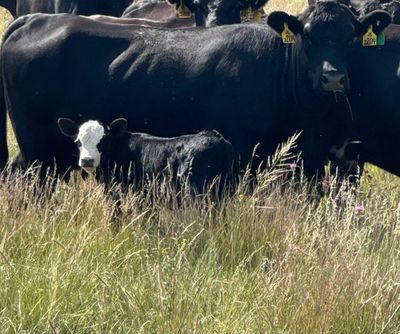 A black cow with a white-faced calf standing in tall grass.