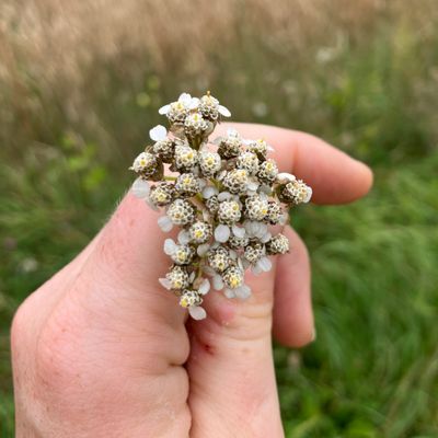 Close-up of a hand holding small white wildflowers with a blurred natural background.