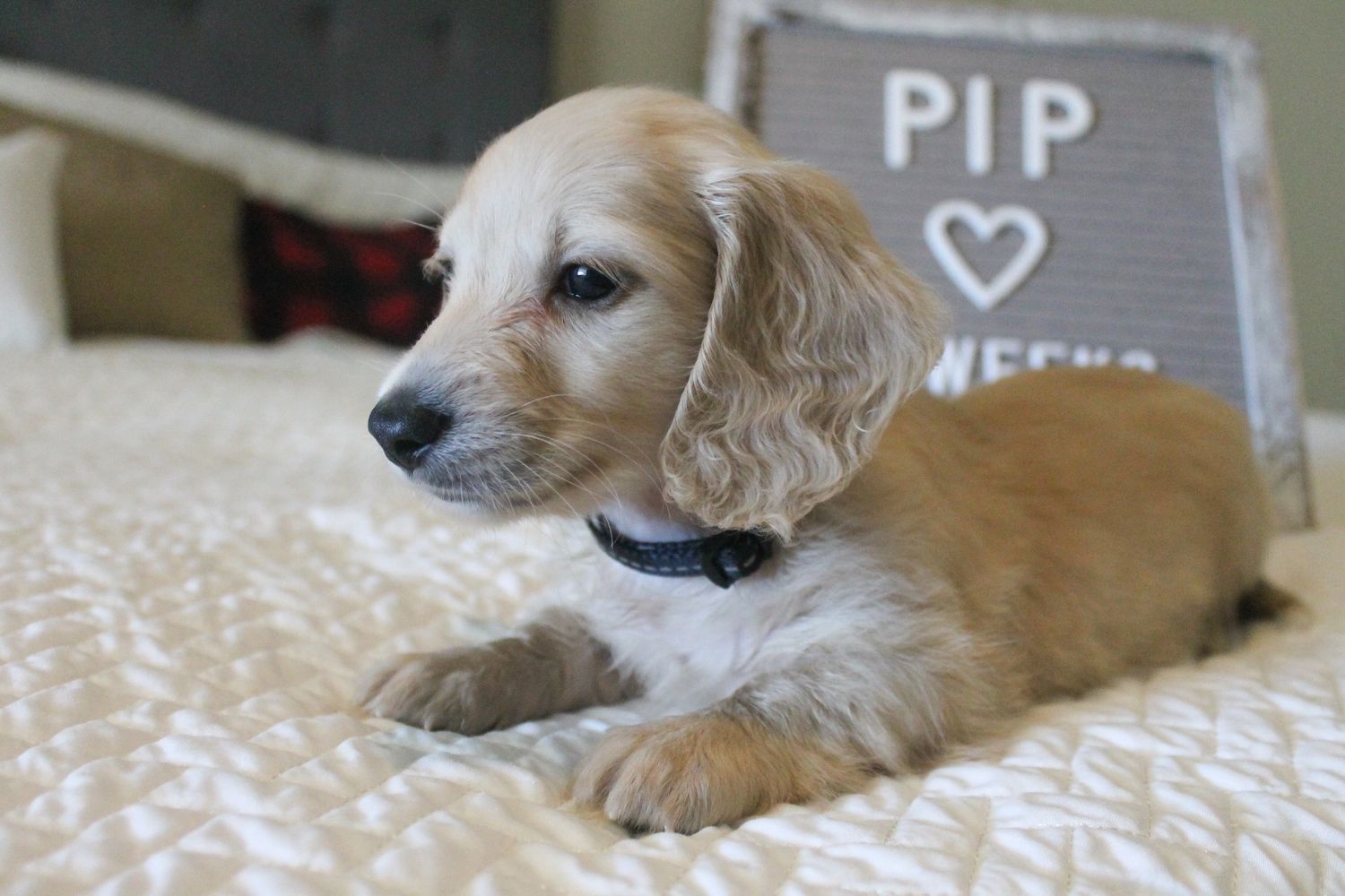 Dachshund Breeders in Massachusetts with Puppies for Sale