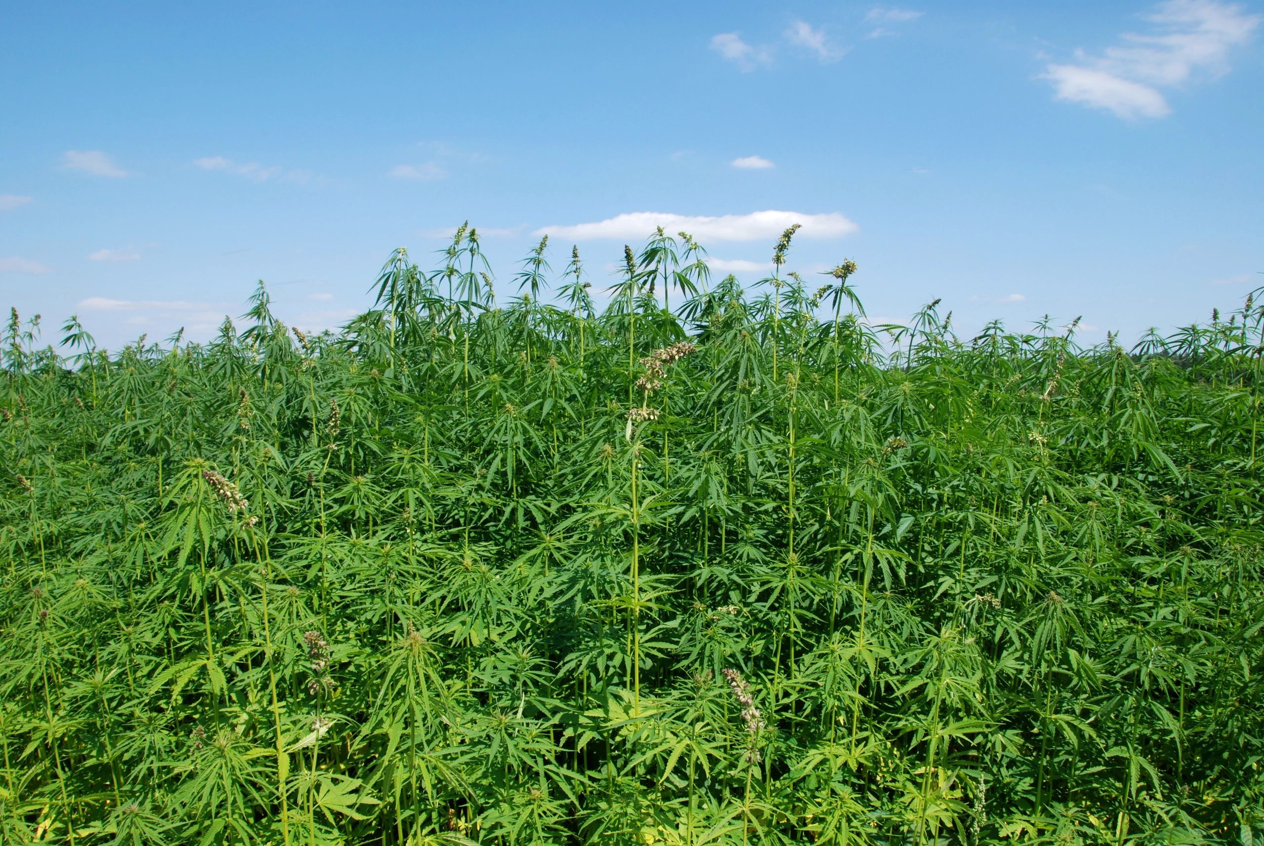 Hart Hemp Company logo