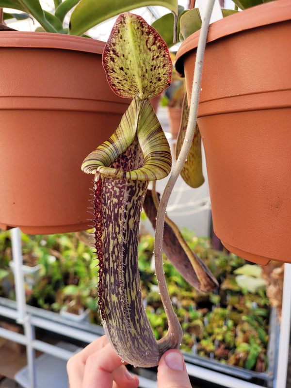 Close picture of a trap plant