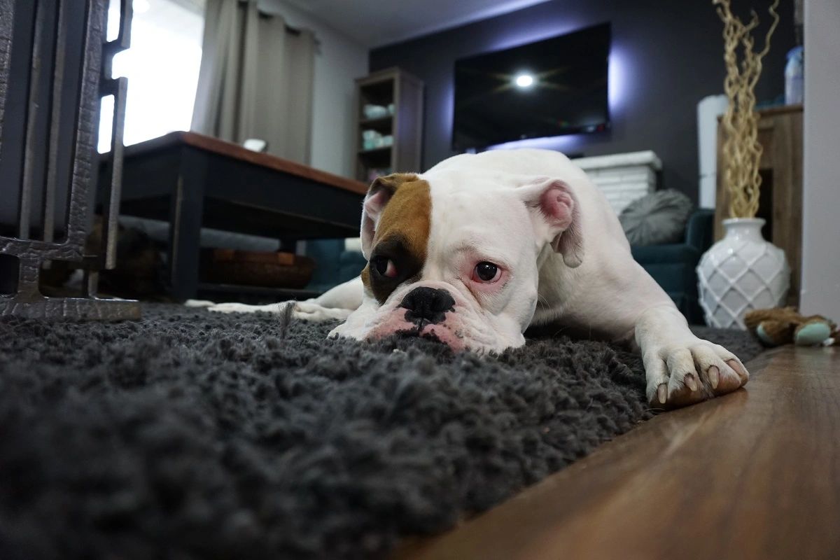 how do you get dog poop stains out of carpet