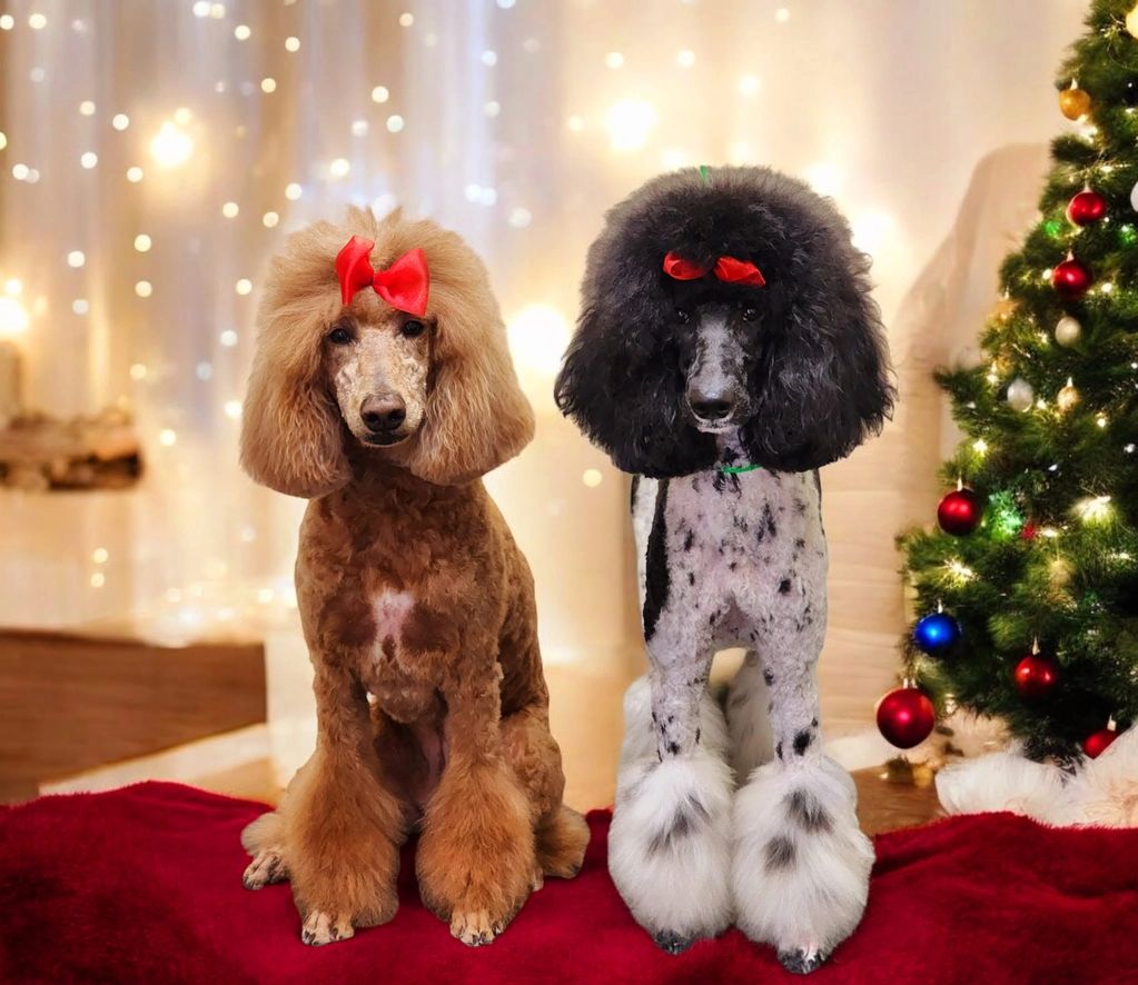 The Groomery Temecula business photo