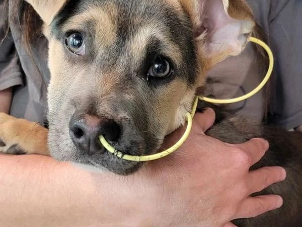 Saving Parvo Pup