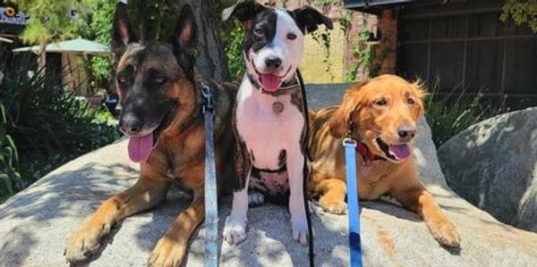 Dog Outings