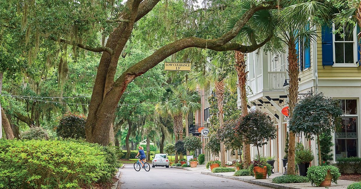 a huge tree in the residential area 