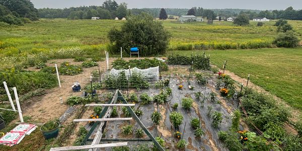 A spacious garden with various plants and wooden trellises under a cloudy sky.