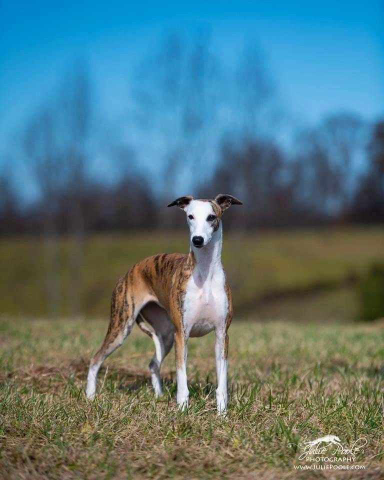 Whippet Breeder in Tennessee Williwaw Whippets