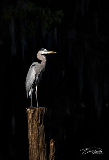 Great blue heron perched on a tree stump against a dark background.